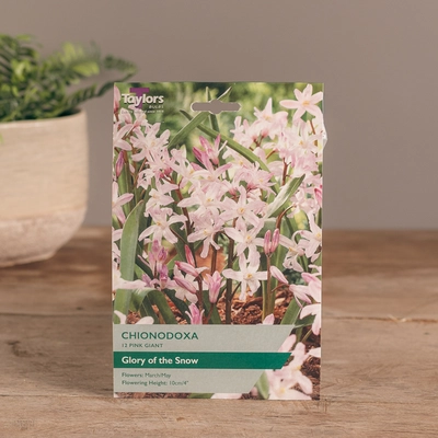 Chionodoxa Pink Giant