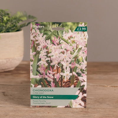 Chionodoxa Pink Giant