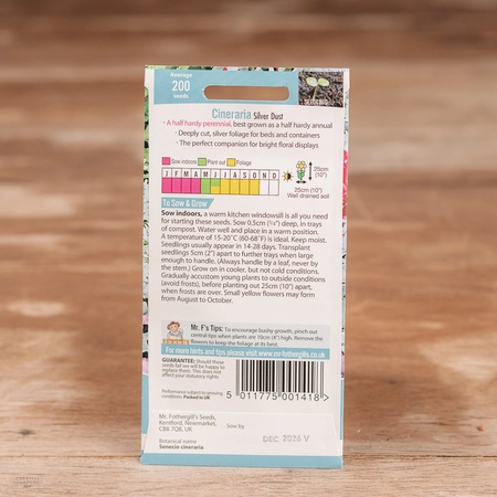 Cineraria Silver Dust - image 2