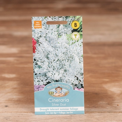 Cineraria Silver Dust