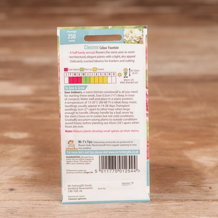 Cleome Colour Fountain - image 2