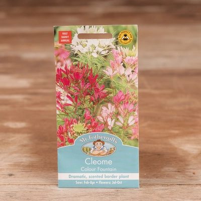 Cleome Colour Fountain
