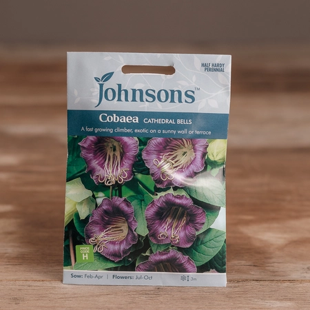 Cobaea Cathedral Bells - image 1