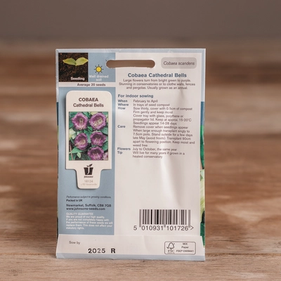 Cobaea Cathedral Bells - image 2