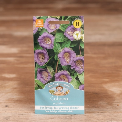 Cobaea Scandens - image 1