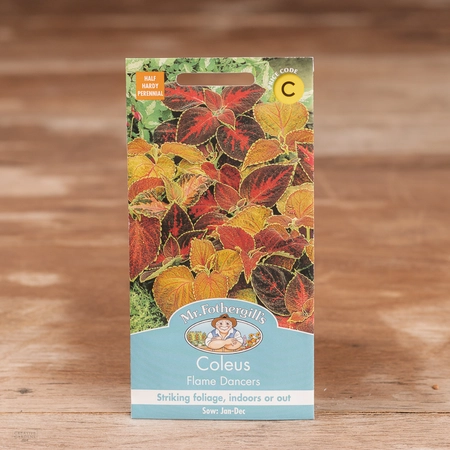 Coleus Flame Dancers - image 1