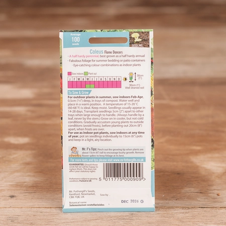 Coleus Flame Dancers - image 2