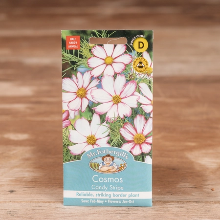 Cosmos Candy Stripe - image 1