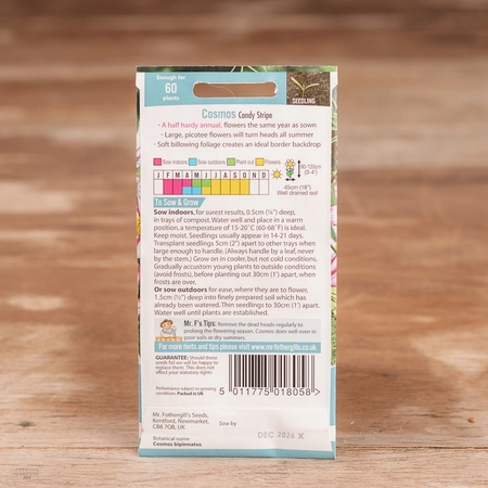 Cosmos Candy Stripe - image 2