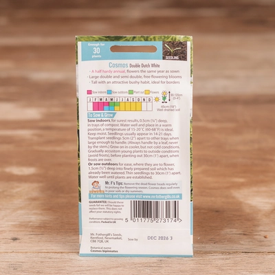 Cosmos Double Dutch White - image 2