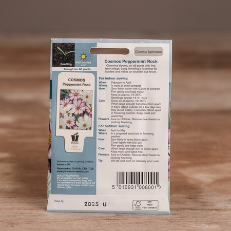 Cosmos Peppermint Rock - image 2