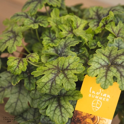 Creative Gardens Heuchera 'Indian Summer' - 3 Ltr Pot - Mixed
