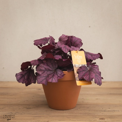 Creative Gardens Heuchera 'Indian Summer' - 3 Ltr Pot - Mixed