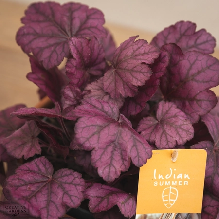 Creative Gardens Heuchera 'Indian Summer' - 3 Ltr Pot - Mixed