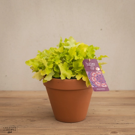 Creative Gardens Heuchera 'Indian Summer' - 3 Ltr Pot - Mixed