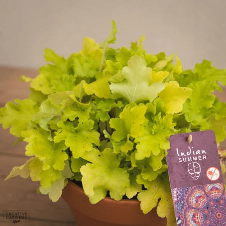 Creative Gardens Heuchera 'Indian Summer' - 3 Ltr Pot - Mixed