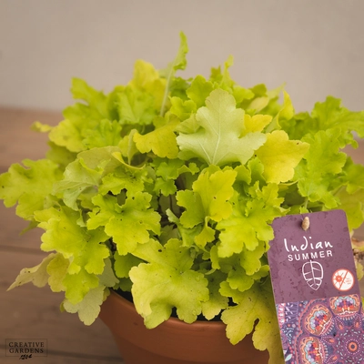 Creative Gardens Heuchera 'Indian Summer' - 3 Ltr Pot - Mixed
