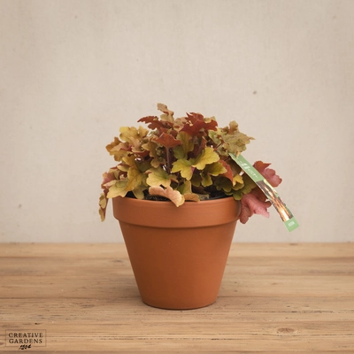 Creative Gardens Heuchera 'Indian Summer' - 3 Ltr Pot - Mixed