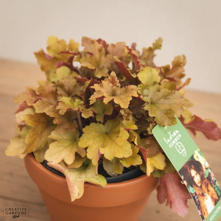 Creative Gardens Heuchera 'Indian Summer' - 3 Ltr Pot - Mixed