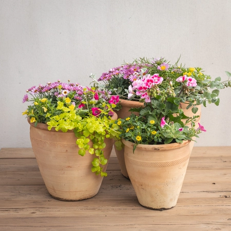 Creative Gardens Pinks and Yellows - Large