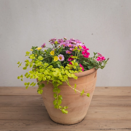 Creative Gardens Pinks and Yellows - Medium