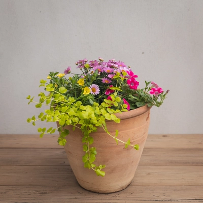 Creative Gardens Pinks and Yellows - Medium