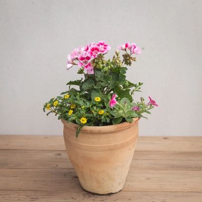 Creative Gardens Pinks and Yellows - Small