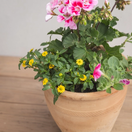 Creative Gardens Pinks and Yellows - Small