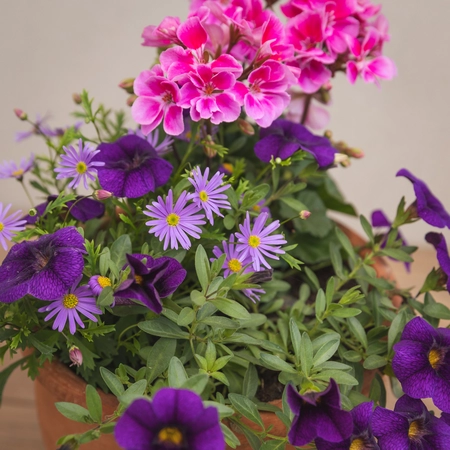 Creative Gardens Planted Container Bright Pinks and Purples