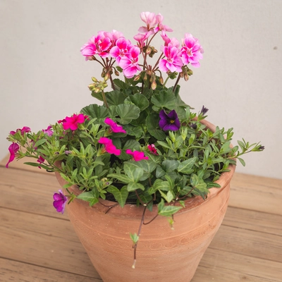 Creative Gardens Planted Container Bright Pinks and Purples - Medium