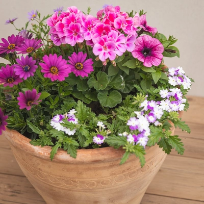 Creative Gardens Planted Container Bright Pinks and Purples - Large