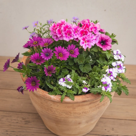 Creative Gardens Planted Container Bright Pinks and Purples - Large
