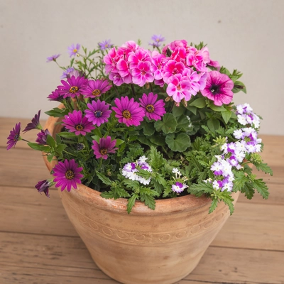 Creative Gardens Planted Container Bright Pinks and Purples - Large