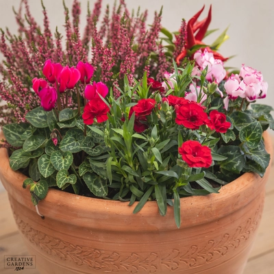 Creative Gardens Planted Container Pink, Red & Silver - Large - image 3