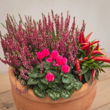 Creative Gardens Planted Container Pink, Red & Silver - Medium - image 3