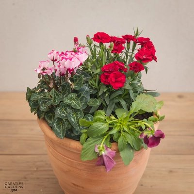 Creative Gardens Planted Container Pink, Red & Silver - Small - image 2