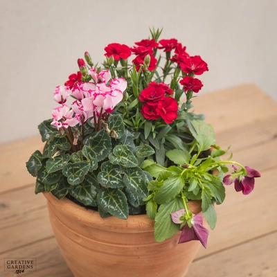 Creative Gardens Planted Container Pink, Red & Silver - Small - image 3