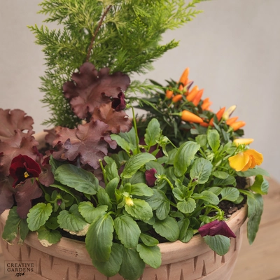 Creative Gardens Planted Container Plum & Orange - Large - image 3