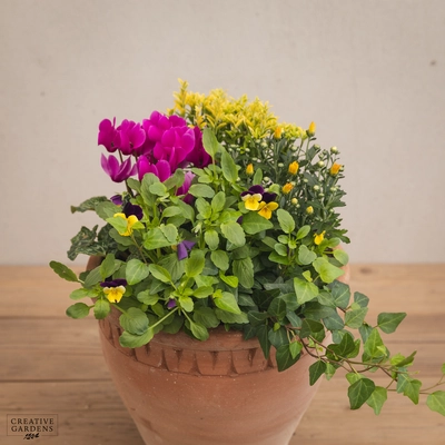 Creative Gardens Planted Container Purple & Yellow - Medium - image 2
