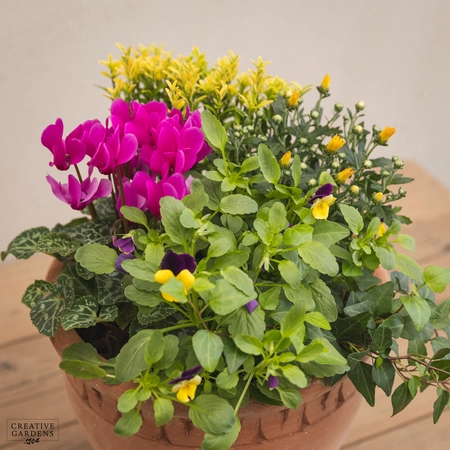 Creative Gardens Planted Container Purple & Yellow - Medium - image 3