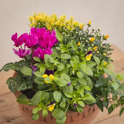 Creative Gardens Planted Container Purple & Yellow - Medium - image 3