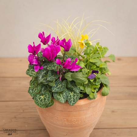 Creative Gardens Planted Container Purple & Yellow - Small - image 3