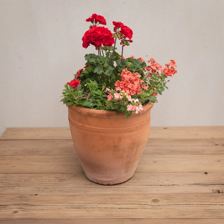 Creative Gardens Planted Container Reds and Peaches - Medium