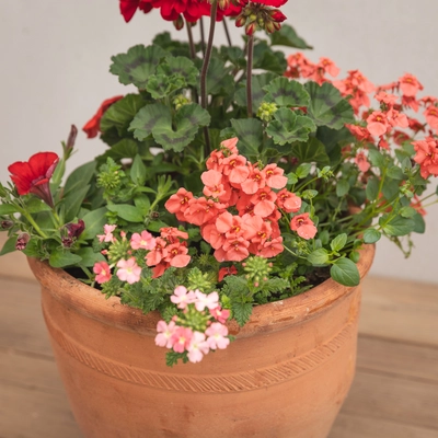 Creative Gardens Planted Container Reds and Peaches - Medium