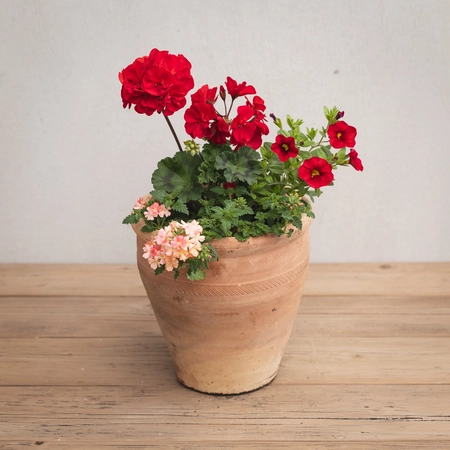 Creative Gardens Planted Container Reds and Peaches - Small