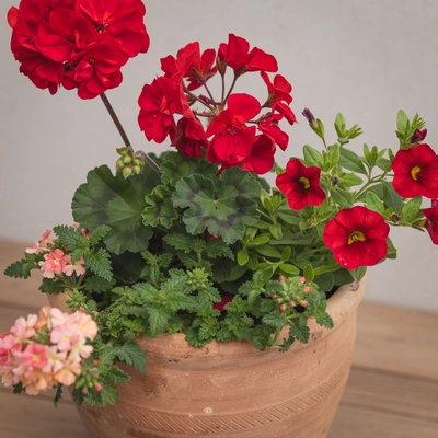 Creative Gardens Planted Container Reds and Peaches - Small