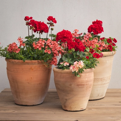 Creative Gardens Planted Container Reds and Peaches - Small