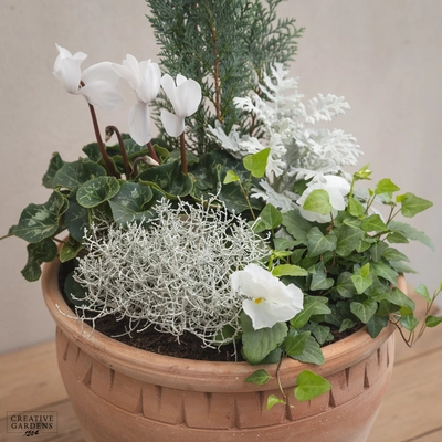 Creative Gardens Planted Container Whites - Large
