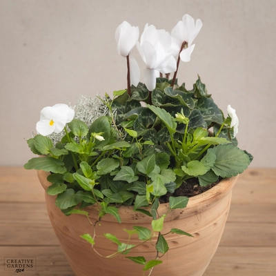 Creative Gardens Planted Container Whites - Medium