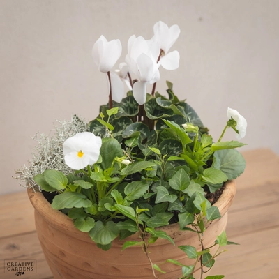 Creative Gardens Planted Container Whites - Medium